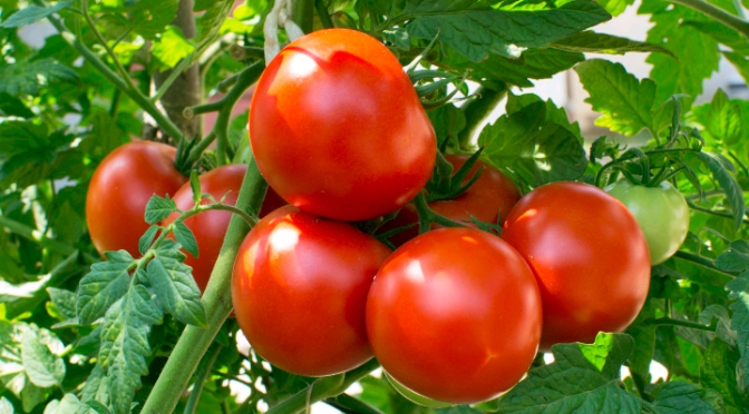 Tomatoes 